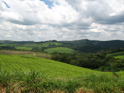 Kibale National Park